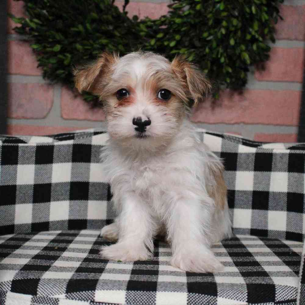 Male Yorkie-Poo Puppy for sale