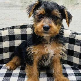 Yorkie