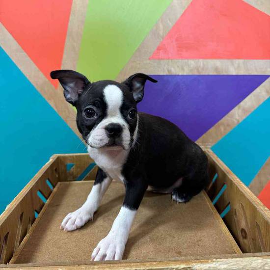 Boston Terrier