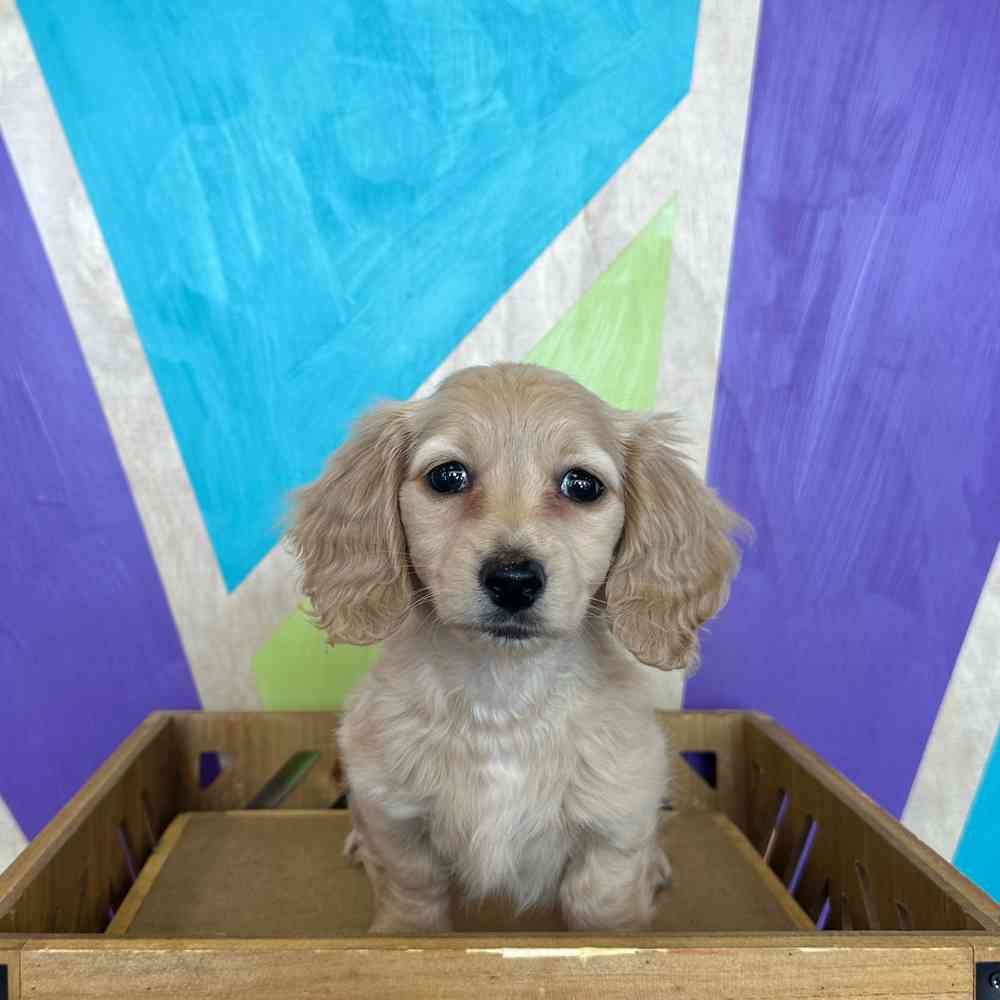 Image of a pet breed in the gallery