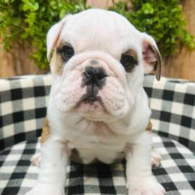 English Bulldog