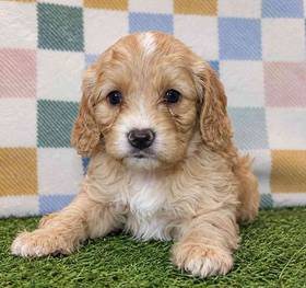 Cavapoo