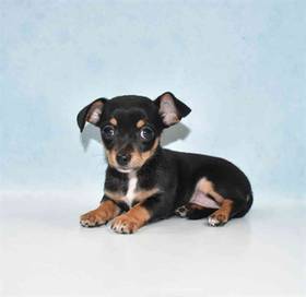 Chiweenie