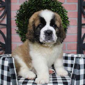 Saint Bernard