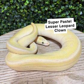 Ball Python