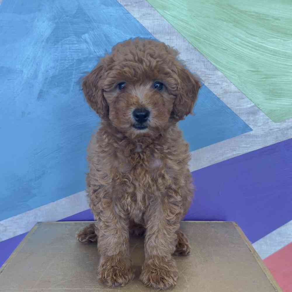 Female Mini Goldendoodle Puppy for Sale in Rogers, AR