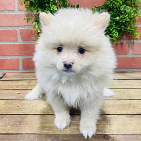 Pomeranian