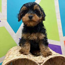 Toy Yorkie-Poo