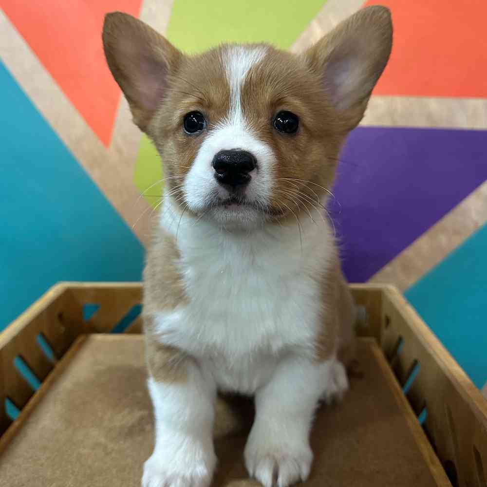 Image of a pet breed in the gallery