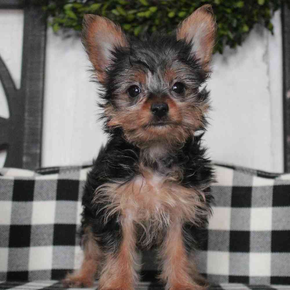 Female Yorkie Puppy for sale