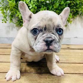 French Bulldog