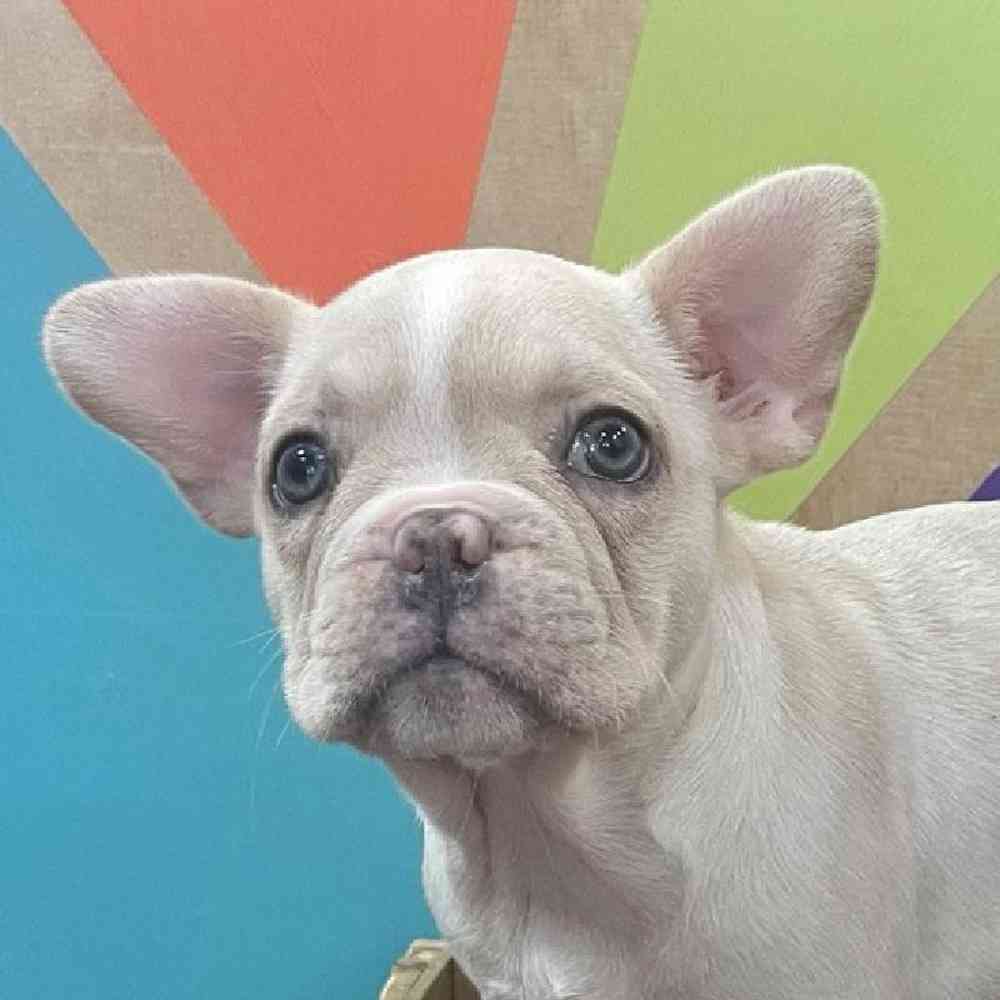 Female French Bulldog Puppy for Sale in Joplin, MO