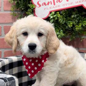 Mini Goldendoodle