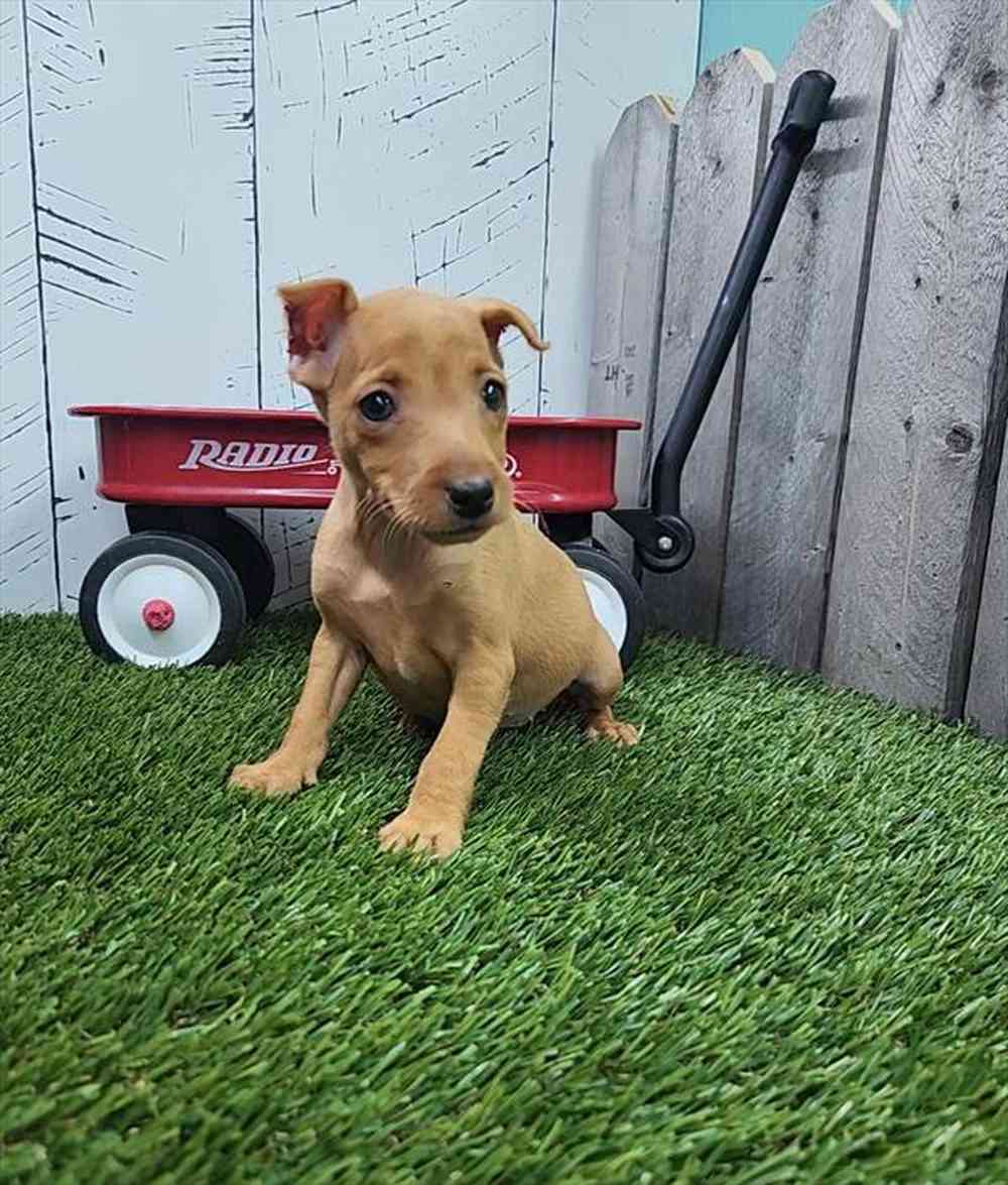 carousel pet images