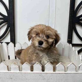 Havanese