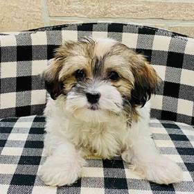 Havanese