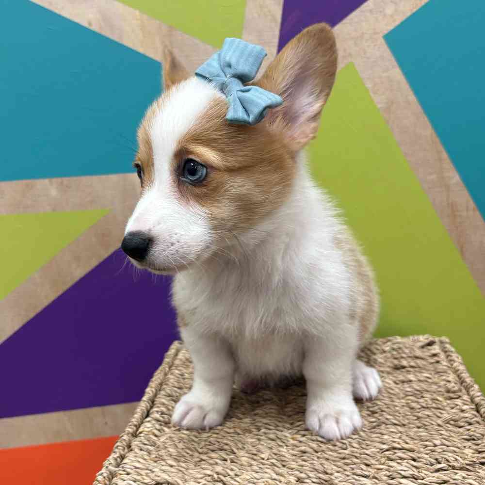 carousel pet images
