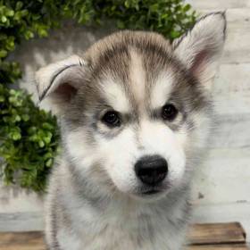 Siberian Husky