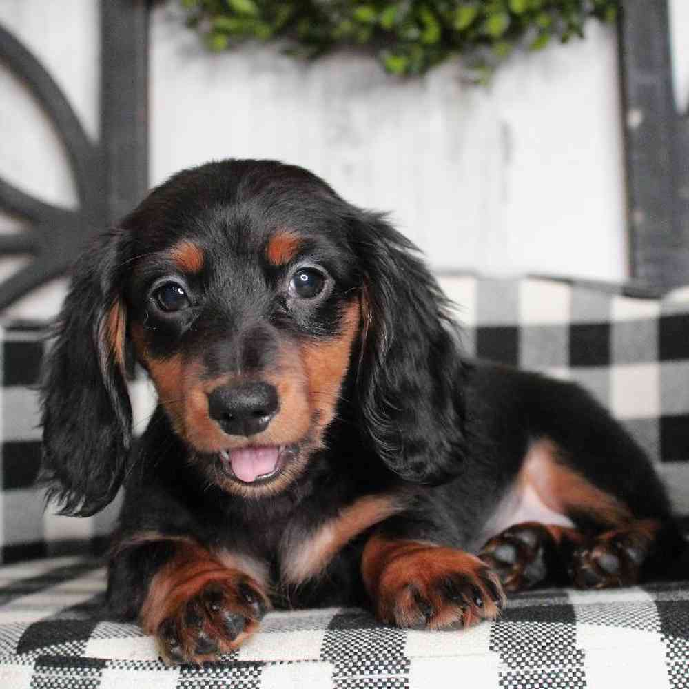 Female Dachshund Puppy for sale