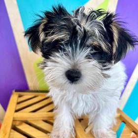Morkie