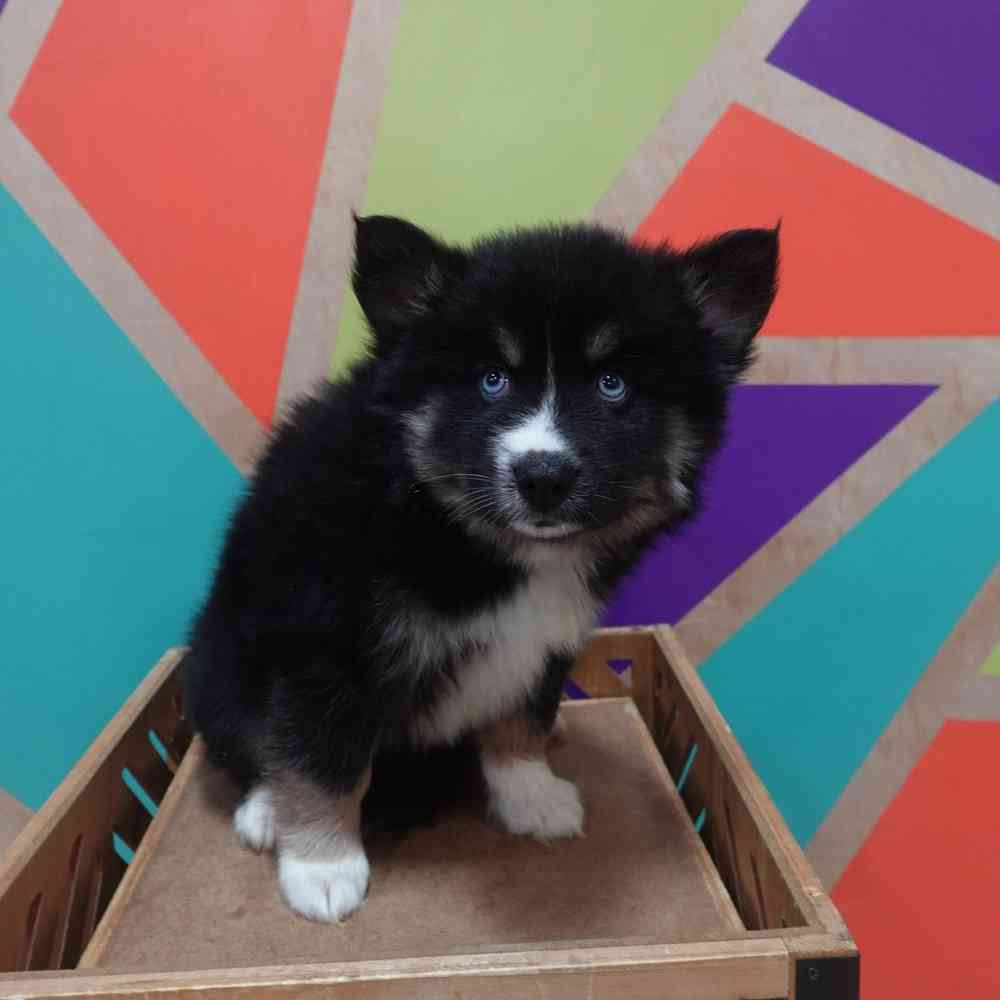 carousel pet images