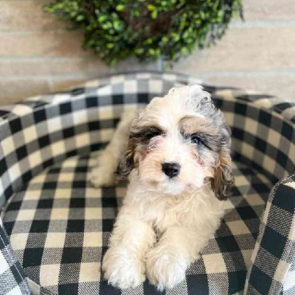 carousel pet images