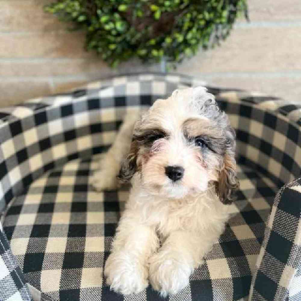 Male Cavapoo Puppy for sale