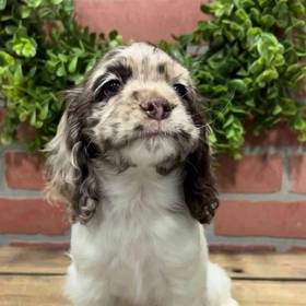 Cocker Spaniel