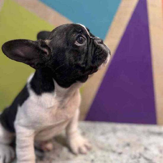 French Bulldog