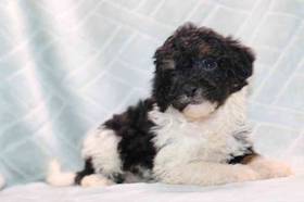 Mini Bernedoodle