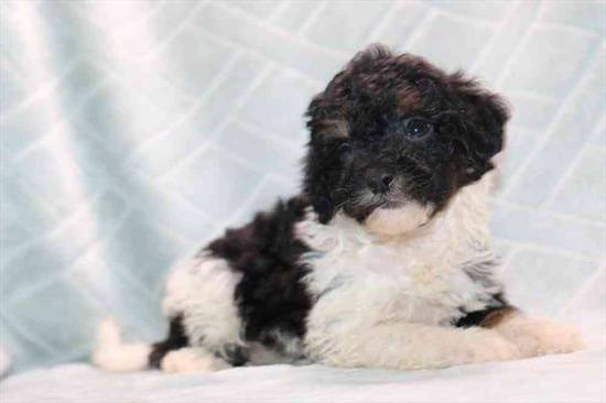 Mini Bernedoodle