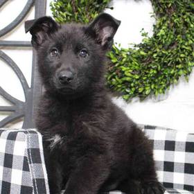 German Shepherd