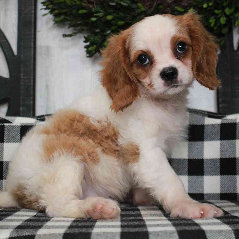 Male Cavalier King Charles Spaniel Puppy for sale