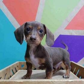 Mini Dachshund
