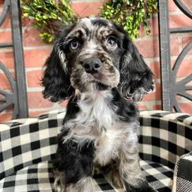 Cocker Spaniel