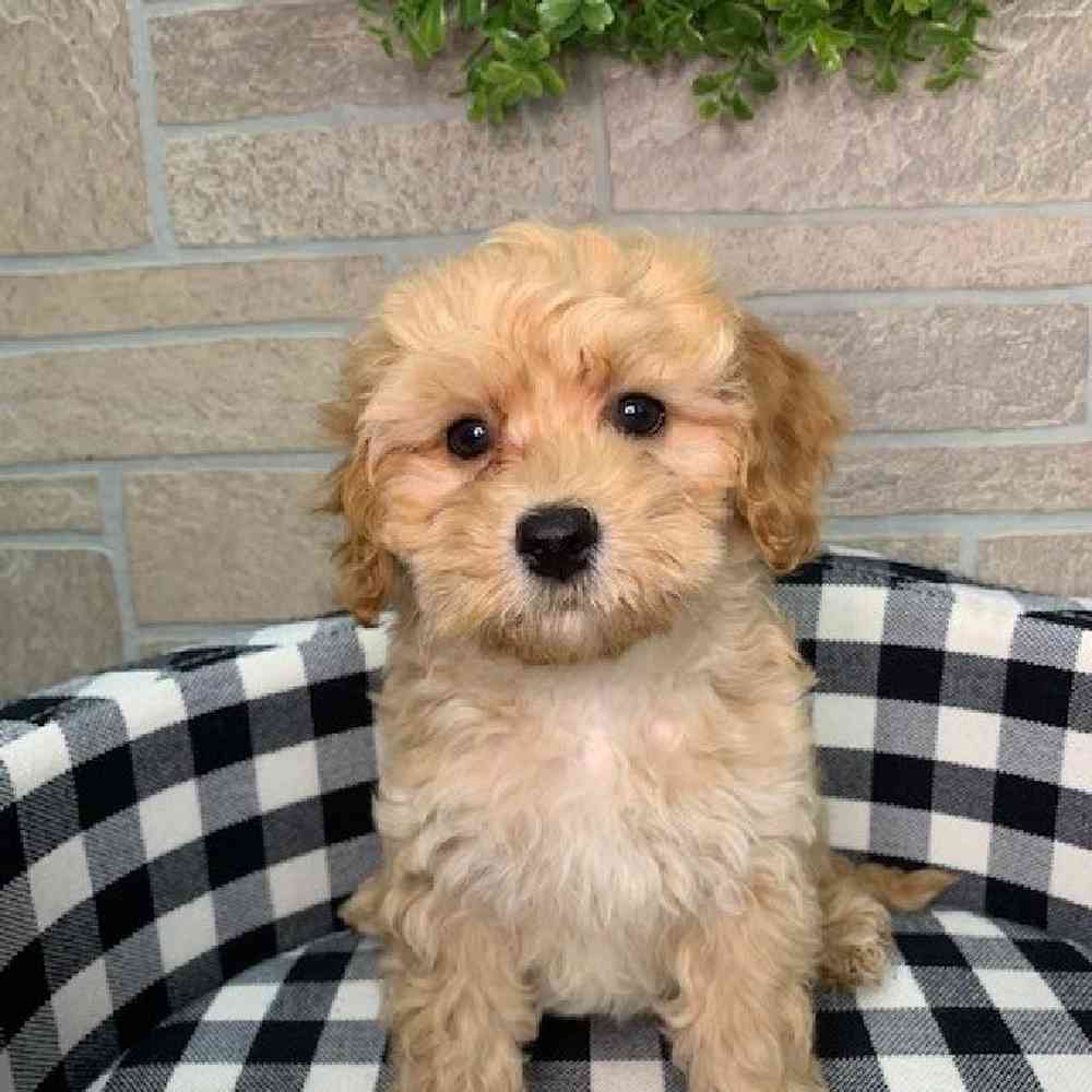 Male Cockapoo Puppy for sale