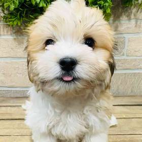 Havanese