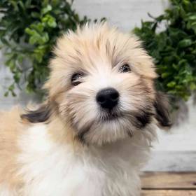 Havanese