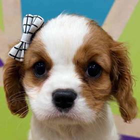 Cavalier King Charles Spaniel