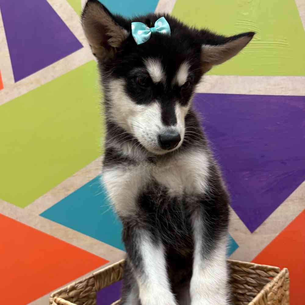 carousel pet images