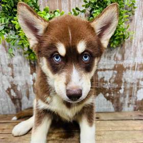 Pomsky