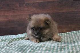 Pomeranian