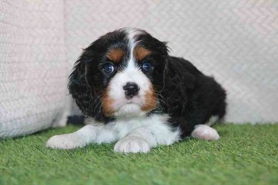 Cavalier King Charles Spaniel