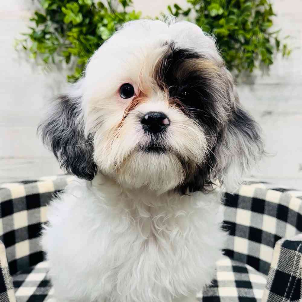 carousel pet images