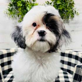 Shih-Poo