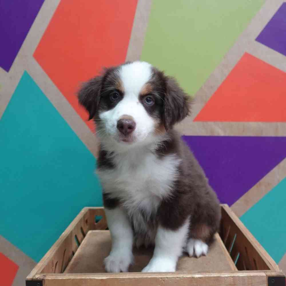 carousel pet images