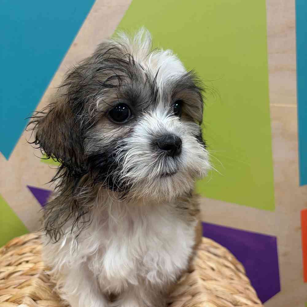 carousel pet images