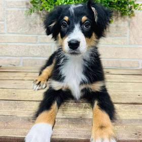 Australian Shepherd