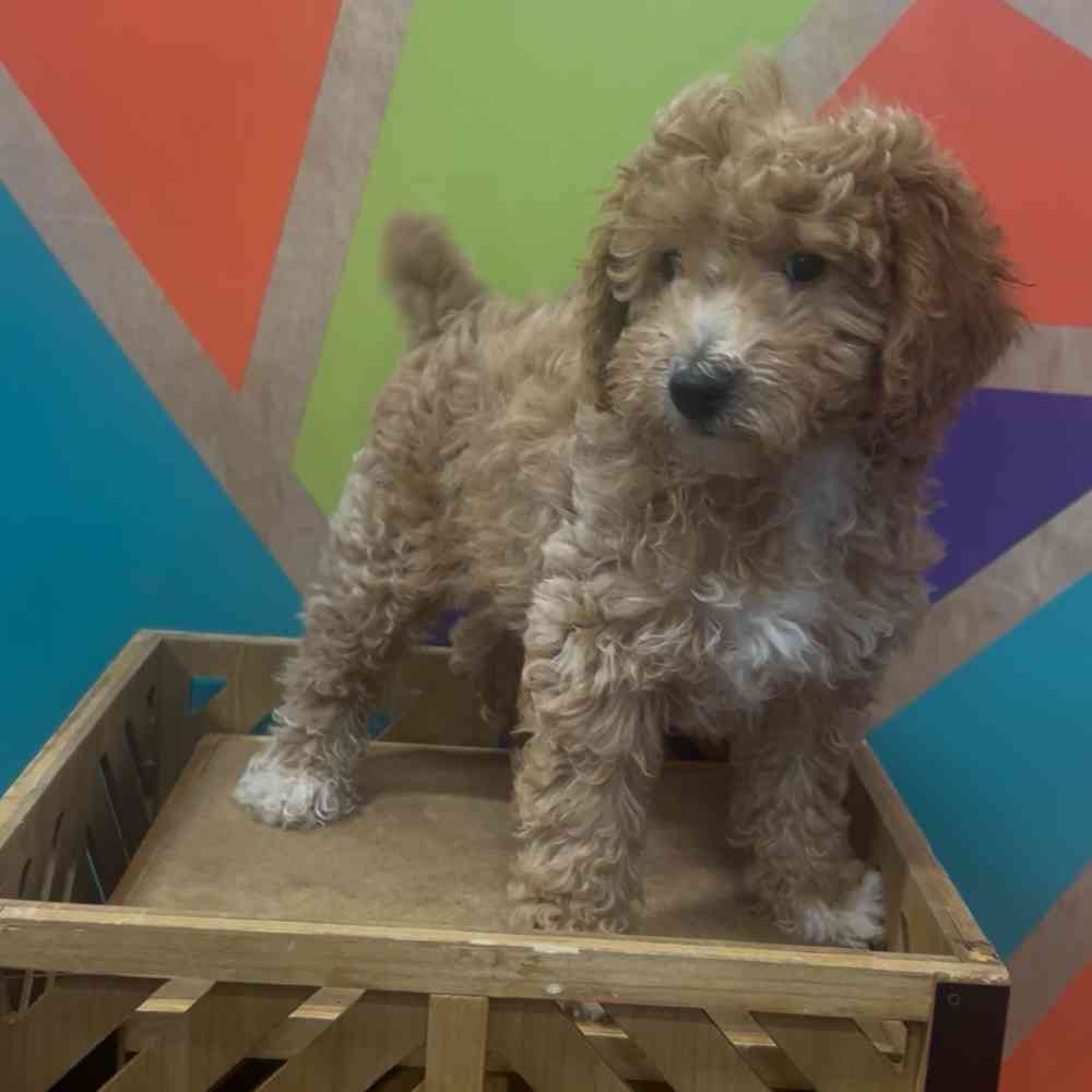 carousel pet images