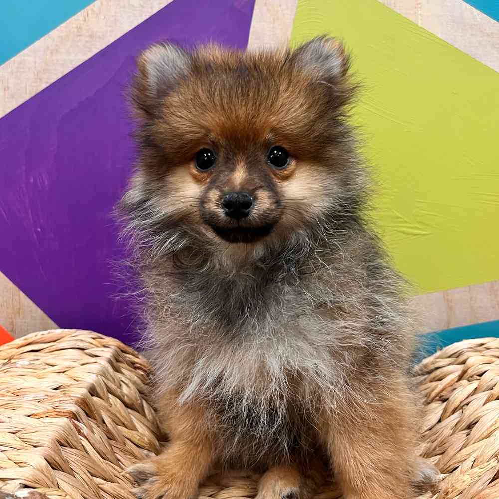 carousel pet images